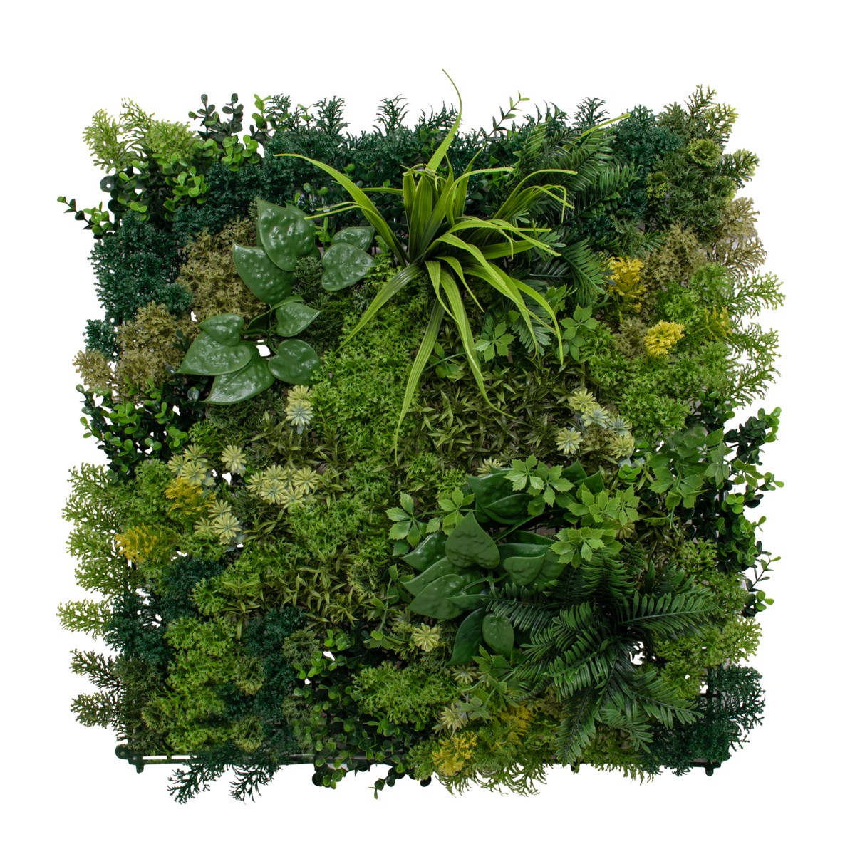 Moss C